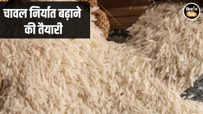 Rice Export Policy