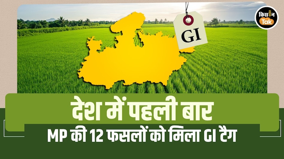 देश में पहली बार MP की 12 फसलों को एक साथ मिला GI टैग, किसानों को मिलेगा बड़ा फायदा देश में पहली बार MP की 12 फसलों को एक साथ मिला GI टैग, किसानों को मिलेगा बड़ा फायदा