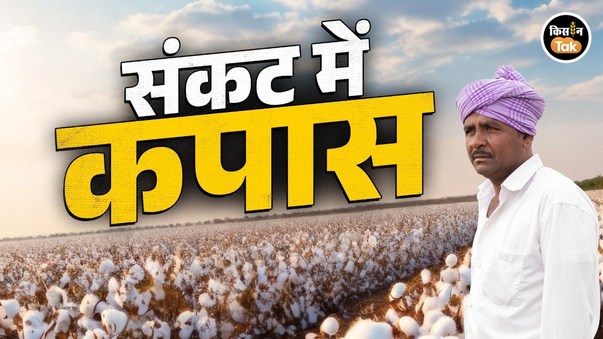 cotton farming