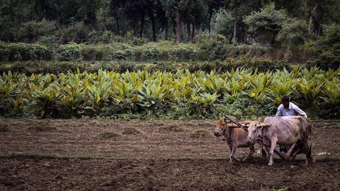 Kharif Season Sowing