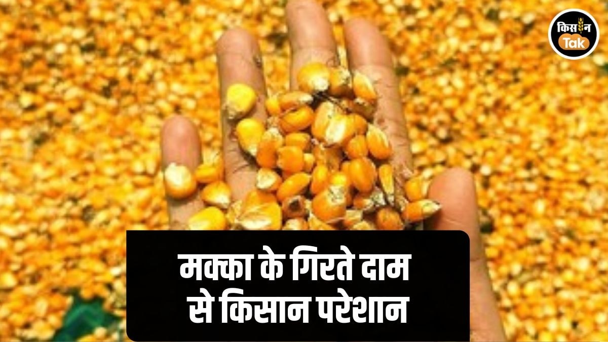Maize Price: MSP से नीचे बिक रही मक्का, किसानों का घट रहा भरोसा! खरीफ बुवाई पर दिखने लगा असर