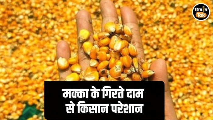 Maize Price Fall