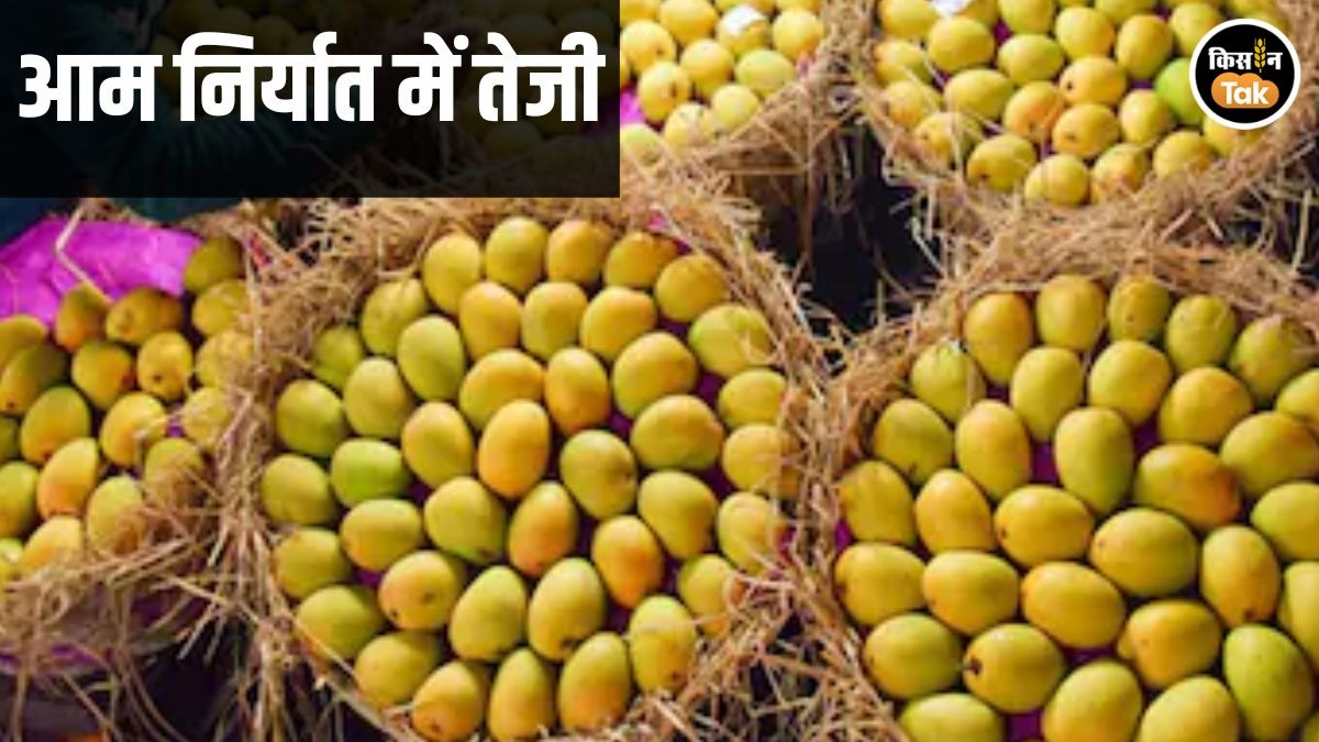 Mango Export