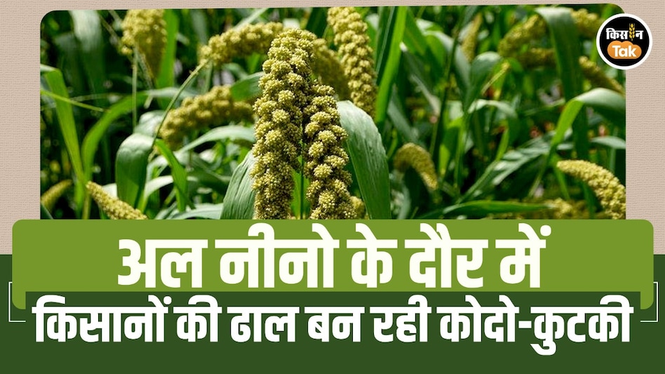 अल नीनो के दौर में किसानों की ढाल बन रही कोदो-कुटकी, कम पानी में अधिक मुनाफे का भरोसेमंद विकल्प अल नीनो के दौर में किसानों की ढाल बन रही कोदो-कुटकी, कम पानी में अधिक मुनाफे का भरोसेमंद विकल्प