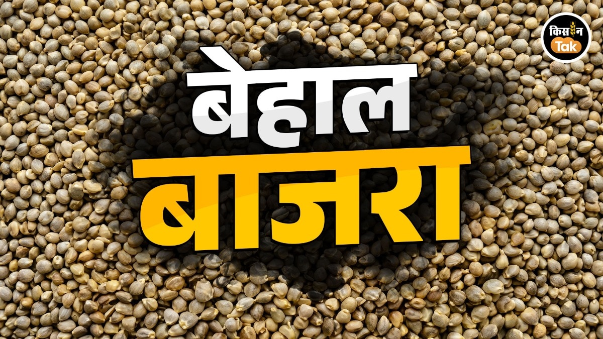 El Nino Impact Bajra Price