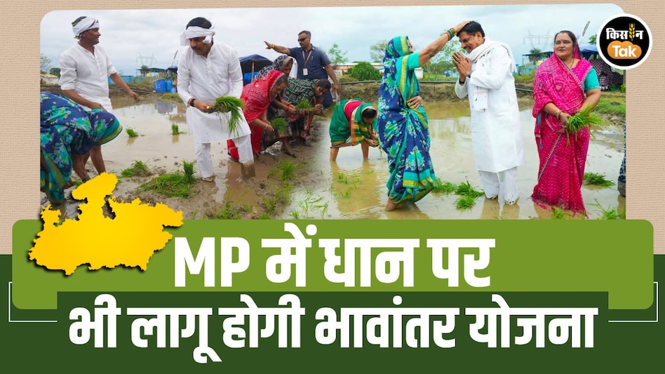 MP के धान किसानों को बड़ी सौगात: अब धान की फसल पर भी मिलेगा भावांतर योजना का लाभ MP के धान किसानों को बड़ी सौगात: अब धान की फसल पर भी मिलेगा भावांतर योजना का लाभ