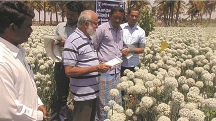 Chitradurga Onion Farming