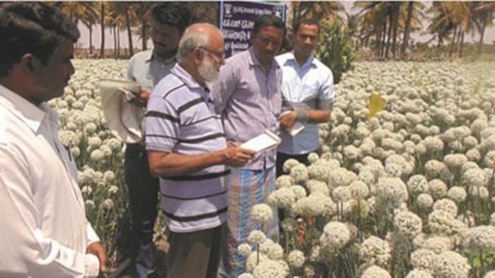 Chitradurga Onion Farming
