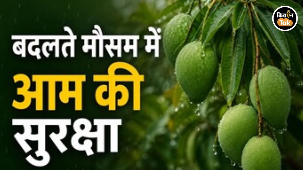 mango care monsoon