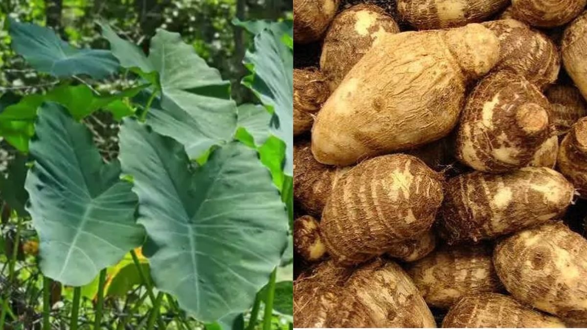 अरबी की खेती