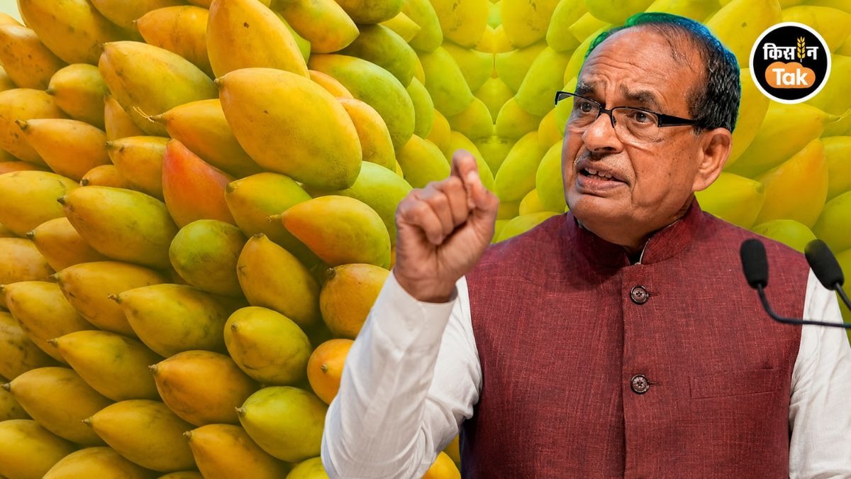 तोतापुरी आम किसानों को मिलेगी राहत