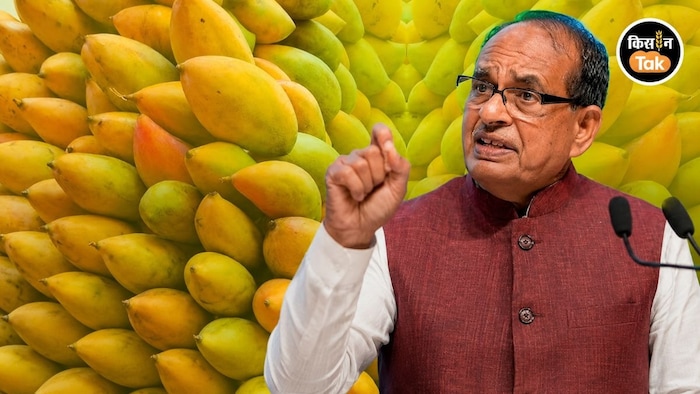 तोतापुरी आम किसानों को मिलेगी राहत