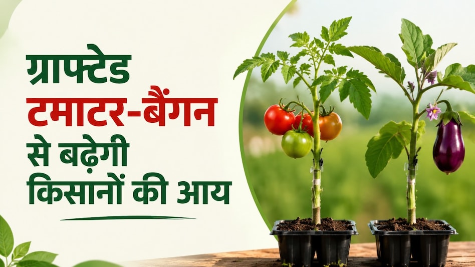 धमतरी में कृषि क्रांति: ग्राफ्टेड टमाटर-बैंगन की खेती से बढ़ेगी किसानों की आय धमतरी में कृषि क्रांति: ग्राफ्टेड टमाटर-बैंगन की खेती से बढ़ेगी किसानों की आय