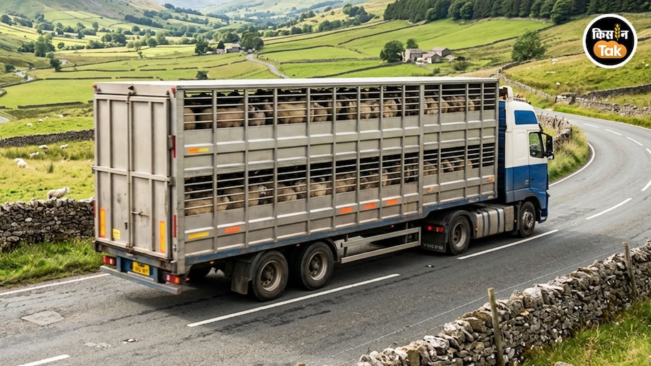 Sheep Transport: भेड़ों पर अवैध वसूली को लेकर आमने-सामने आईं कश्मीर और पंजाब सरकार Sheep Transport: भेड़ों पर अवैध वसूली को लेकर आमने-सामने आईं कश्मीर और पंजाब सरकार
