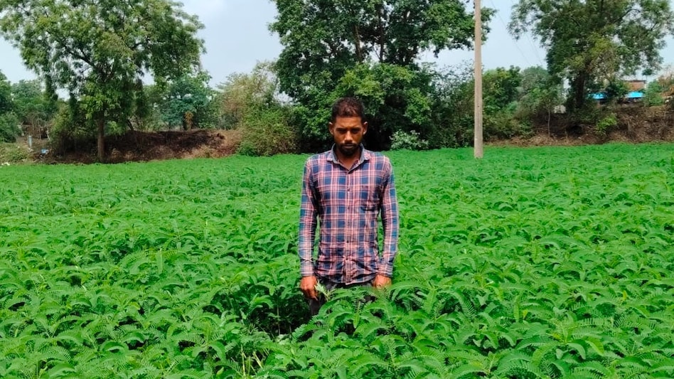 ढैंचा की हरी खाद से बढ़ेगी मिट्टी की ताकत, घटेगी खेती की लागत; प्राकृतिक खेती की राह दिखा रहे महासमुंद के किसान ढैंचा की हरी खाद से बढ़ेगी मिट्टी की ताकत, घटेगी खेती की लागत; प्राकृतिक खेती की राह दिखा रहे महासमुंद के किसान