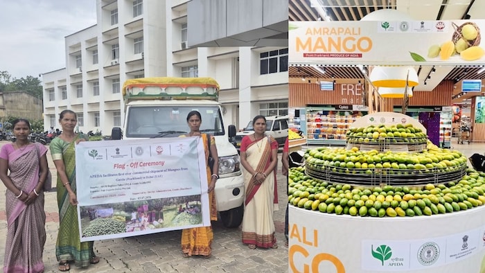 Jharkhand Mango Export Dubai
