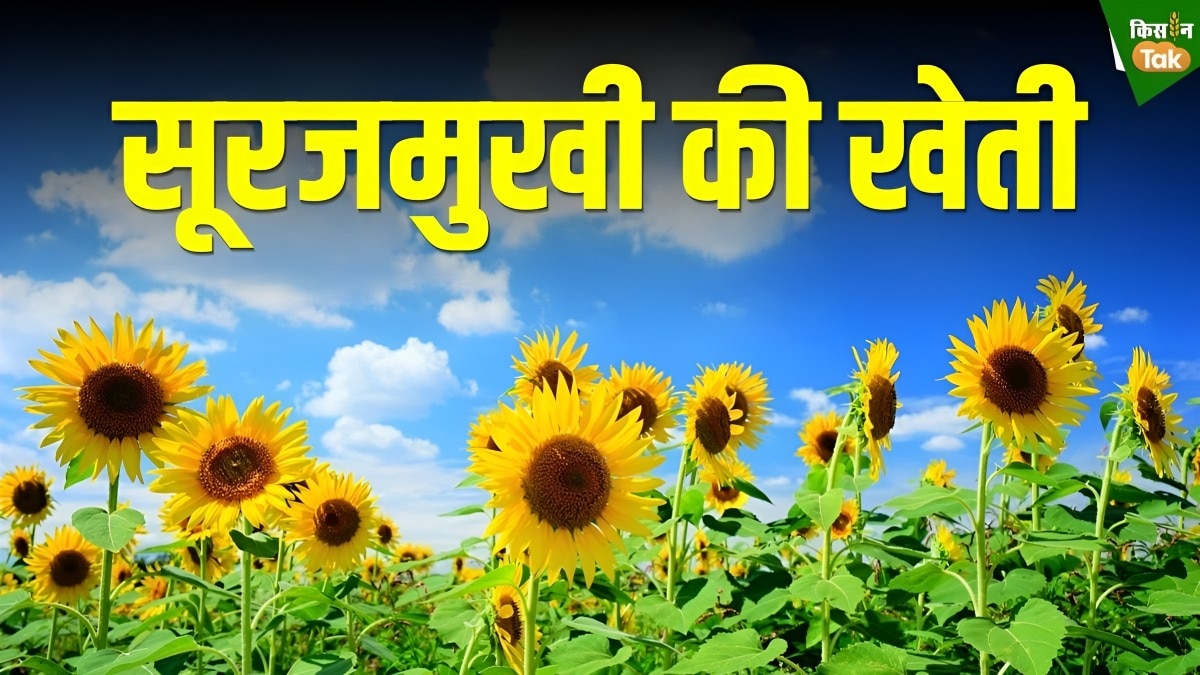 sunflower field
