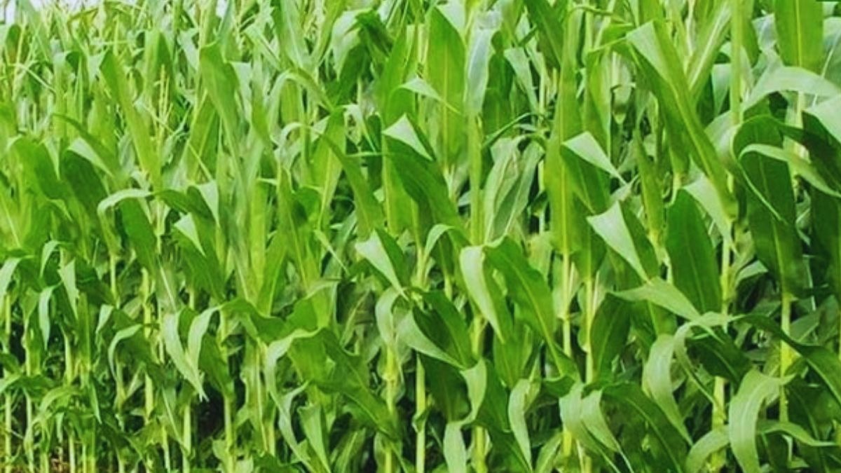 maize crop fall armyworm attack 