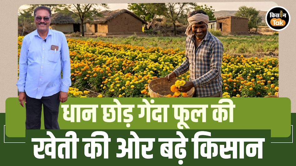 कम पानी, बेहतर कमाई: धान की जगह गेंदा फूल की खेती अपना रहे किसान कम पानी, बेहतर कमाई: धान की जगह गेंदा फूल की खेती अपना रहे किसान