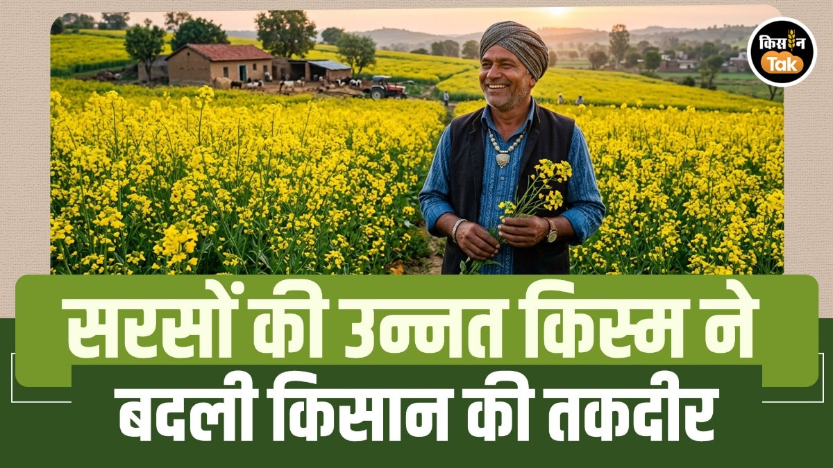 उन्नत सरसों की खेती से बदली किसान की तकदीर, एक हेक्टेयर में 1 लाख रुपये से अधिक का शुद्ध मुनाफा