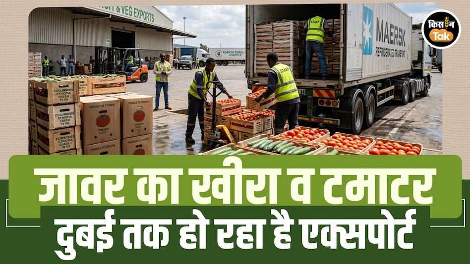 2 एकड़ से शुरू हुआ सफर, अब 400 एकड़ में सब्जियों की खेती; खंडवा के किसान का टमाटर-खीरा दुबई तक एक्सपोर्ट 2 एकड़ से शुरू हुआ सफर, अब 400 एकड़ में सब्जियों की खेती; खंडवा के किसान का टमाटर-खीरा दुबई तक एक्सपोर्ट