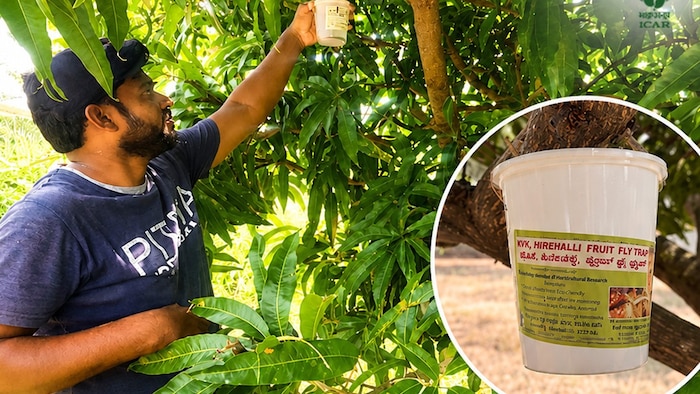 Mango Fruit Fly Trap