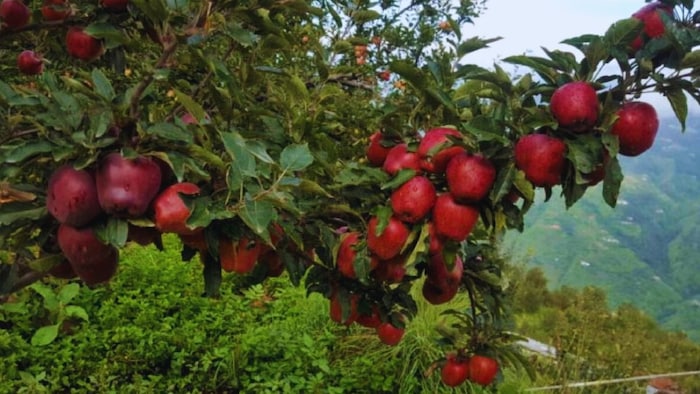 apple farmers advisory