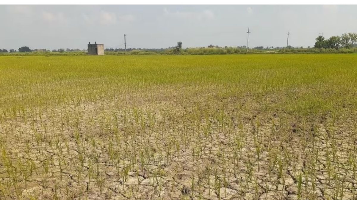 झारखंड में कम बारिश का संकट