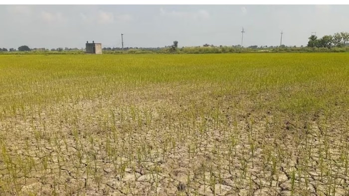 झारखंड में कम बारिश का संकट