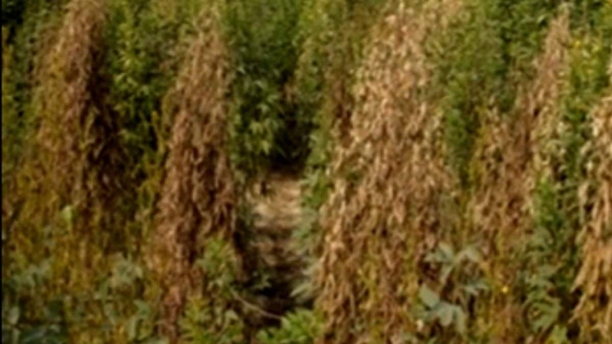 Crop disease - अरहर-मूंग की बीमारी का पक्का इलाज, विशेषज्ञ ने दिए ये खास टिप्स