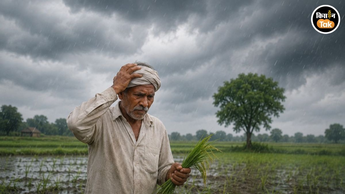 Monsoon Update: अब बारिश पर लगेगा ब्रेक, IMD का नया अलर्ट बढ़ा रहा चिंता, खरीफ किसान ध्यान रखें ये बात