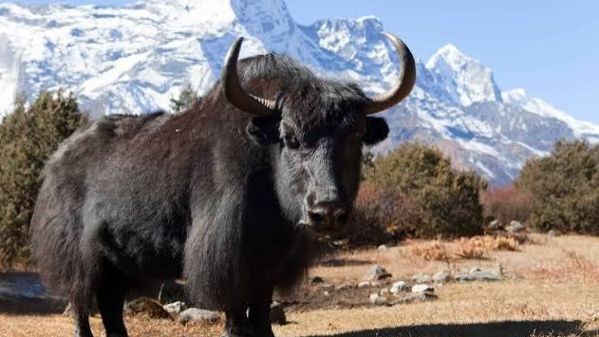 याक पालन होगा हाईटेक