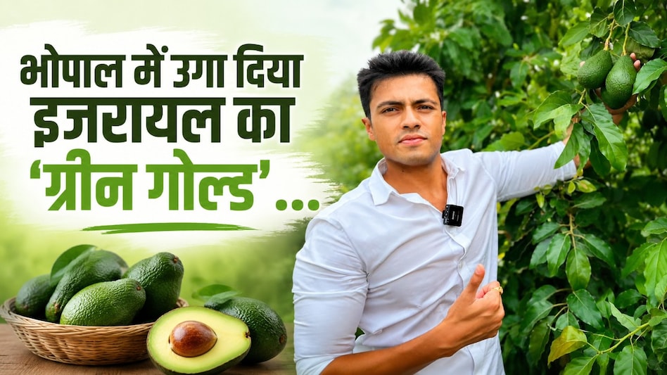 हर पैकेट पर लिखा था 'Sourced from Israel'... उसी ने बदल दी किस्मत, भोपाल में उगा दिया 'ग्रीन गोल्ड' हर पैकेट पर लिखा था 'Sourced from Israel'... उसी ने बदल दी किस्मत, भोपाल में उगा दिया 'ग्रीन गोल्ड'