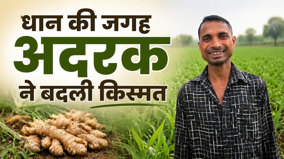 धान छोड़ अदरक की खेती से किसान बना मालामाल! एक एकड़ से 5 लाख की कमाई, फसल विविधीकरण से बदली तस्वीर धान छोड़ अदरक की खेती से किसान बना मालामाल! एक एकड़ से 5 लाख की कमाई, फसल विविधीकरण से बदली तस्वीर