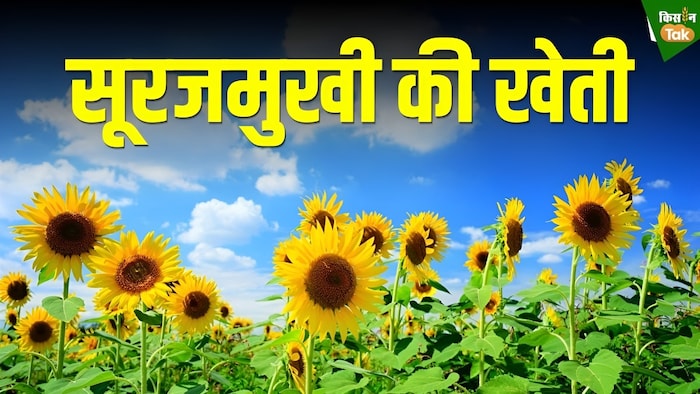 sunflower field