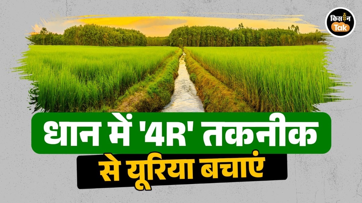 urea fertilizer