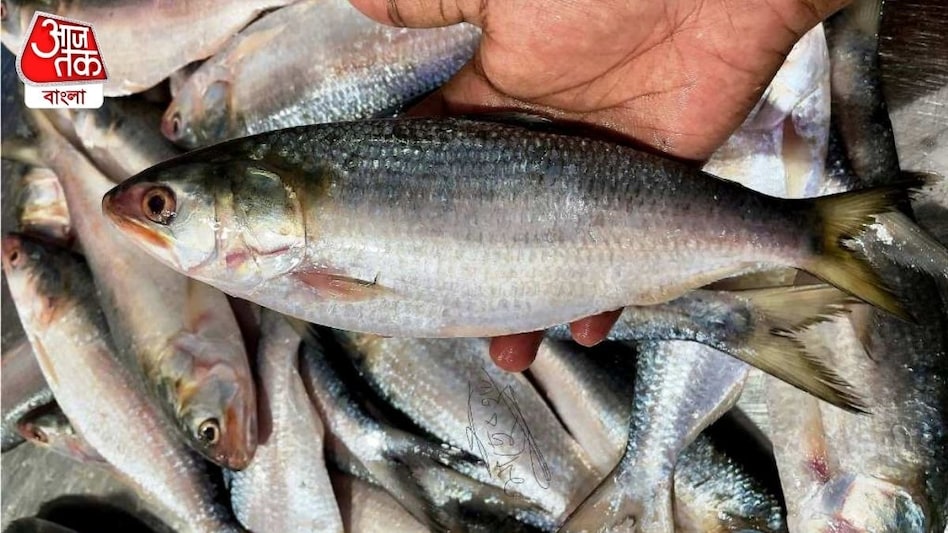 Fish Farming: मछली पालन में ऐसे नंबर वन बनेगा हरियाणा, हो रहे हैं ये बड़े काम Fish Farming: मछली पालन में ऐसे नंबर वन बनेगा हरियाणा, हो रहे हैं ये बड़े काम