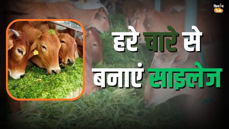 Green Fodder Silage: साइलेज बनाने में बारिश नहीं बनेगी रोढ़ा, कुछ ही देर में सूख जाएगा हरा चारा Green Fodder Silage: साइलेज बनाने में बारिश नहीं बनेगी रोढ़ा, कुछ ही देर में सूख जाएगा हरा चारा