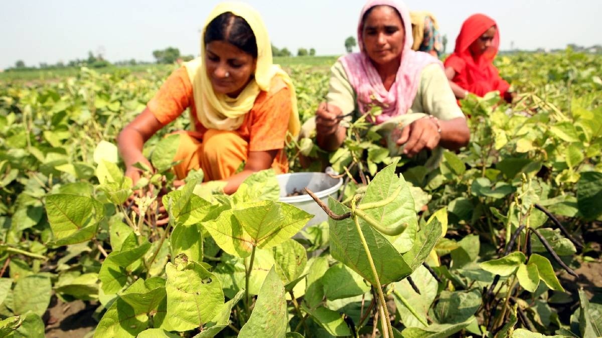 National Pulses Self-Reliance Mission
