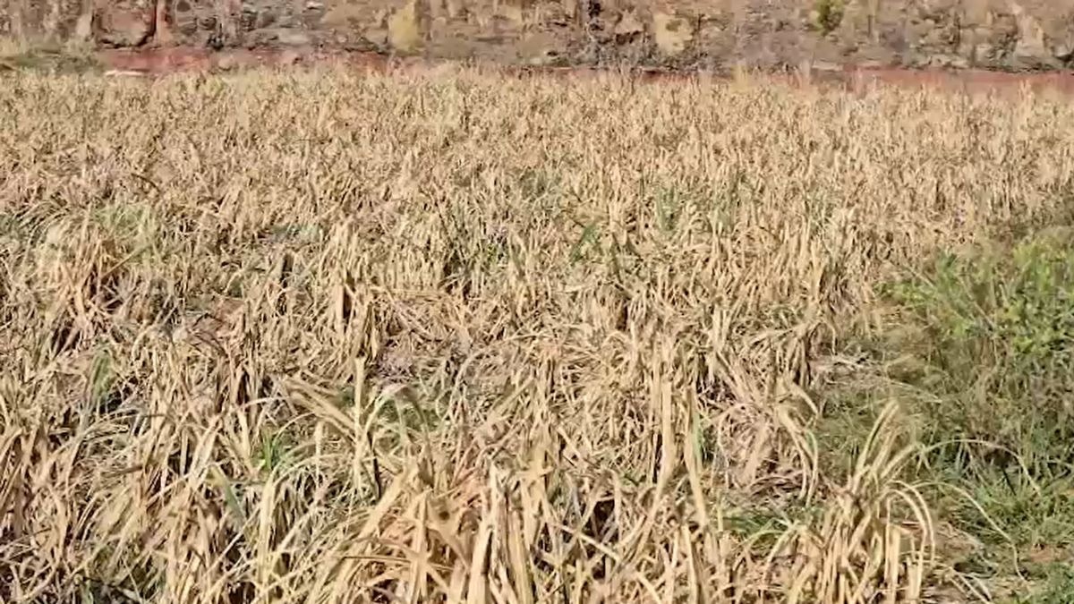 महाराष्ट्र में बारिश का अजीब खेल!