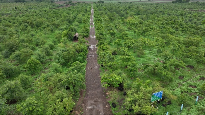 Vijayapura Transforms from Arid Land to Green Haven with 15 Million Trees in Karnataka