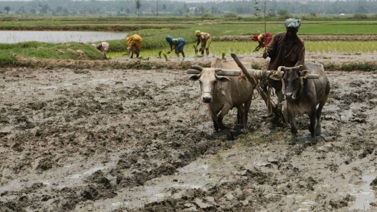 Direct Seeding of Rice