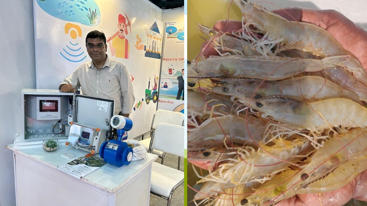engineer sujit chaudhary from raebareli transformed the fisheries sector in up income in lakhsरायबरेली जनपद में 50 से ज्यादा किसानों को साथ जोड़कर सुजीत चौधरी कर रहे मत्स्य पालन