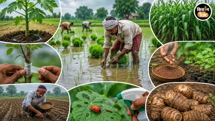 जुलाई में खेती के टिप्स (AI- तस्वीर)