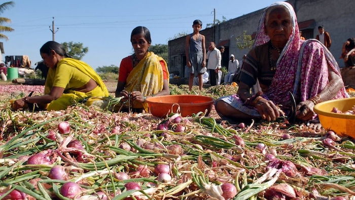 Arka Kalyan Onion