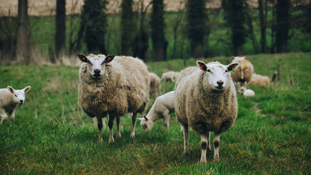 sheep farming