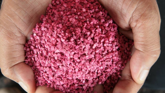 Counterfeit Seeds