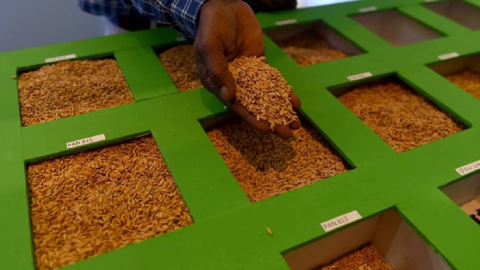 paddy seed