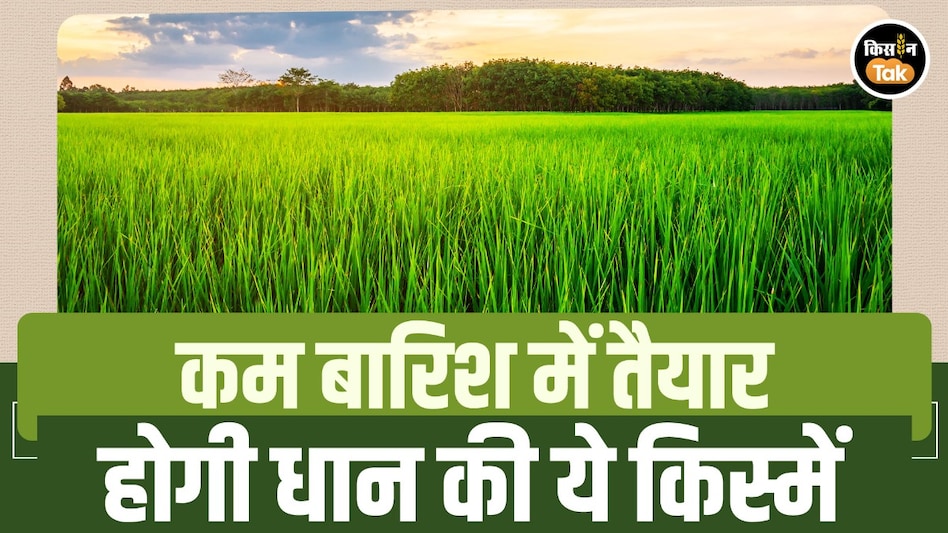 कम बारिश में भी नहीं होगा नुकसान, धान की ये किस्में किसानों के लिए बनेंगी सहारा कम बारिश में भी नहीं होगा नुकसान, धान की ये किस्में किसानों के लिए बनेंगी सहारा