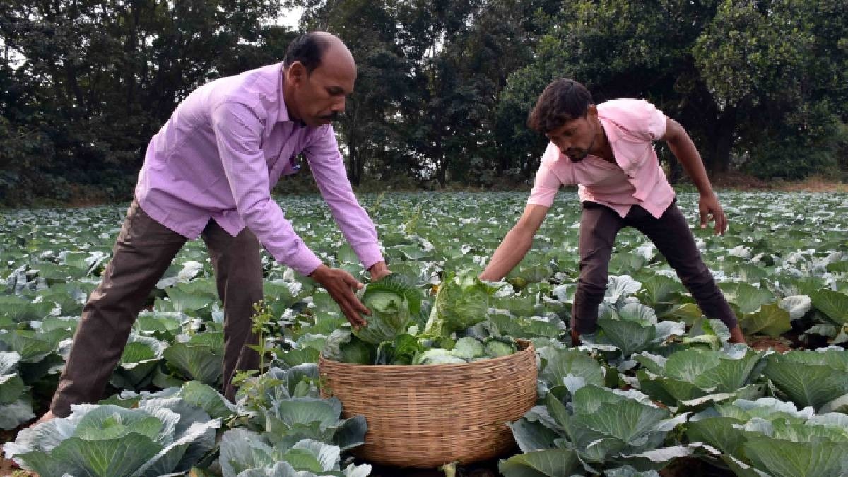 Meghalaya Cabbage Farmer